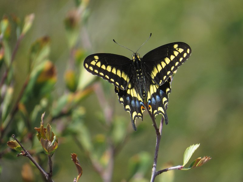 E (13) Baird's Swallowtail.JPG